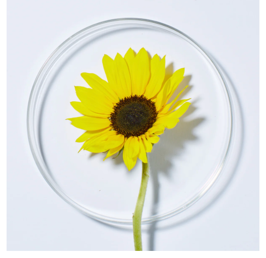 ANDALOU NATURALS Citrus Sunflower Uplifting Shower Gel 50 ML